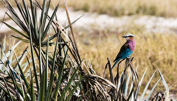 Lilac-breasted-Roller-JB361