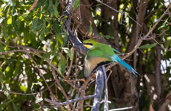 Sallow-tailed-Bee-eater-JB364
