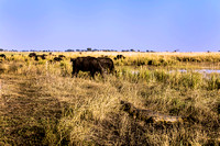 Africa-Buffalo-and-Crocodile-in-the-Okavango-Delta-JB386