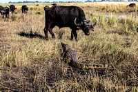 Africa-Buffalo-and-Crocodile-in-the-Okavango-Delta-JB388