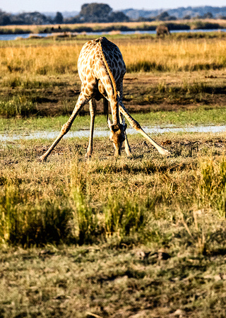 Giraffe-at-Chobe-JB392