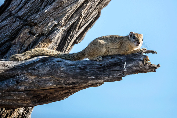 Tree-Squirrel-Yellow-footed-JB404