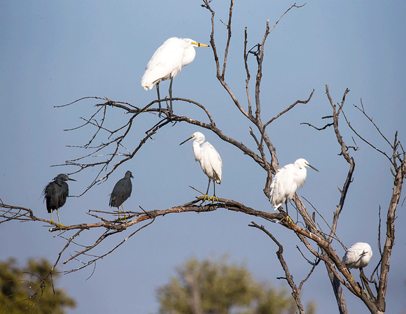 Egrets-in-Tree-JB113