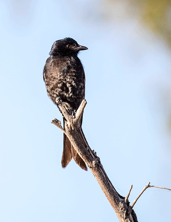Fork-tailed-Drongo-JB130