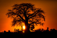 Baba-tree-at-Sunset-JB758
