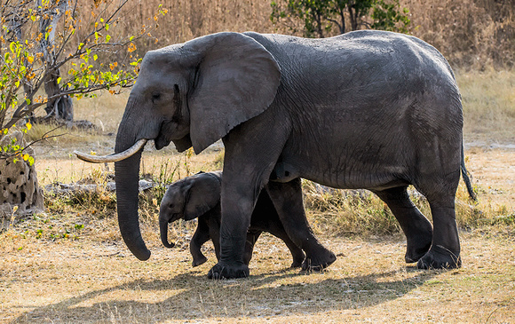 Elephant-with-baby-JB781