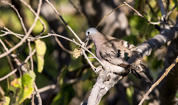 Emerald-spotted-Wood-Dove-JB787
