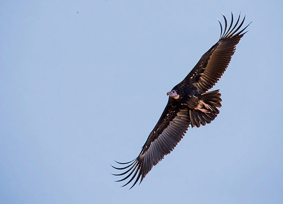 Lappet-faced-Vulture-JB730