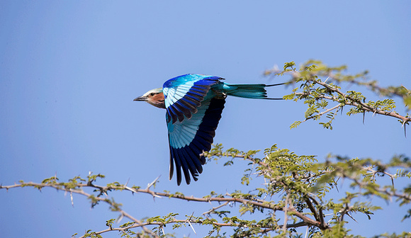 Lilac-Breasted-Roller-JB771