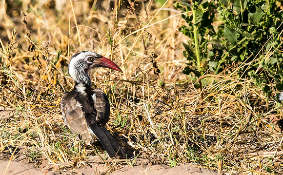 Red-billed-Hornbill