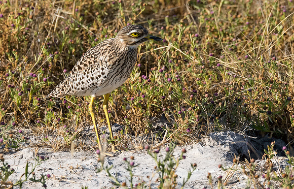 Water-Thick-knee-JB907