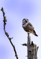 Hawk-Owl-JB801