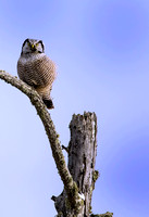 Hawk-Owl-JB810