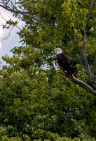 Eagle on Mississippi JB207