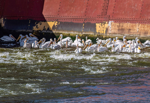 Pelicans getting a meal at dam JB208
