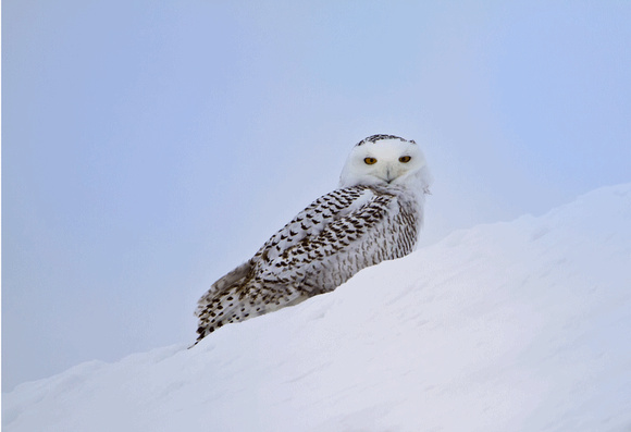 Snowy-Owl-JB1901
