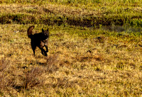 Black Wolf JB124