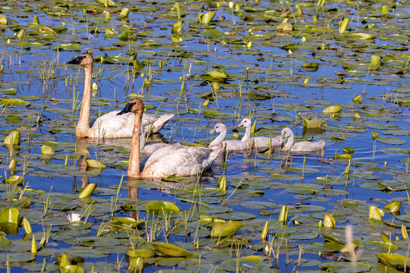 Swans with babies JB905