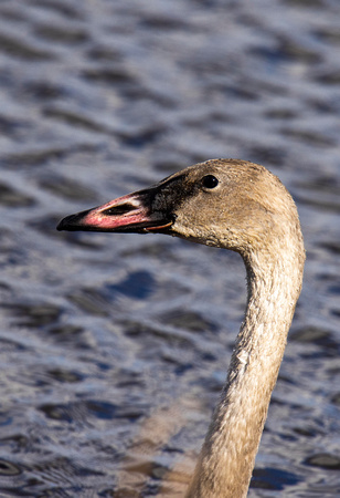 Young Trumpeter Swan JB304