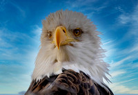 Eagle Face JB510_1