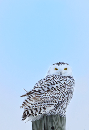 Snowy-owl-JB1905