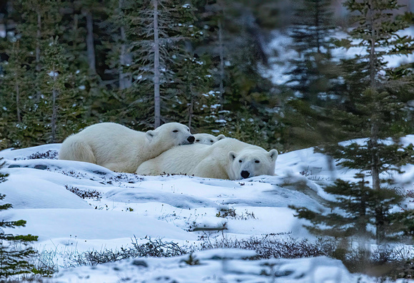 Polar Bear family JB403