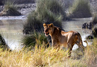 Lion at water hole JB213
