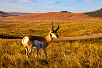 Prong-Horn-at-sunrise-in-Custer-State-Park-JB4089