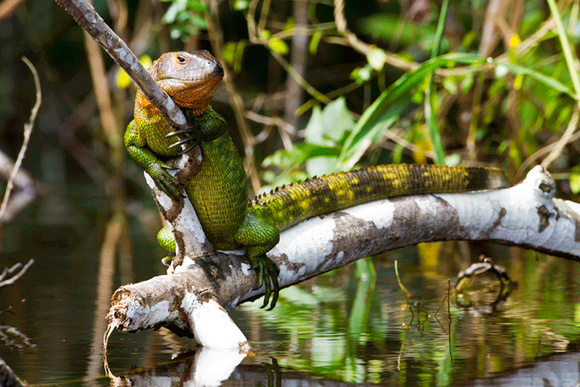 Lizard-in-Amazon-JB301
