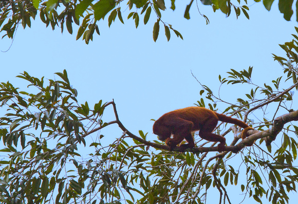 Red-Howler-Monkey-on-the-Amazon-JB1928