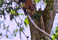 Capuchin-Monkey-in-Amazon-JB1929