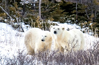 Polar-bear-with-cub-JB105