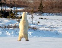 Polar-Bear-standing-JB206