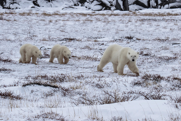 Polar-bear-with-cubs-JB220