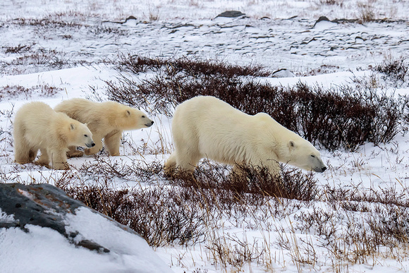 Polar-bear-with-cubs-JB101