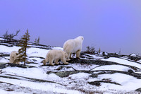 Polar-Bear-Family-on-rocks-JB221