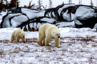 Polar-bear-with-cub-JB100