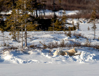 Polar-Bear-Cub-playing-JB204