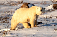 Polar-Bear-JB107