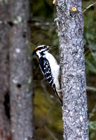 Hairy Woodpecker JB817