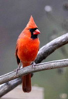 Male Cardinal JB606