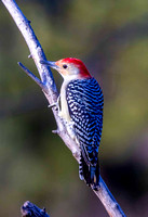 Red Belly Woodpecker JB608