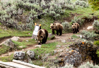 Grizzly Family out hiking JB138