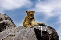 Lion on Kopjes in Serengeti JB215