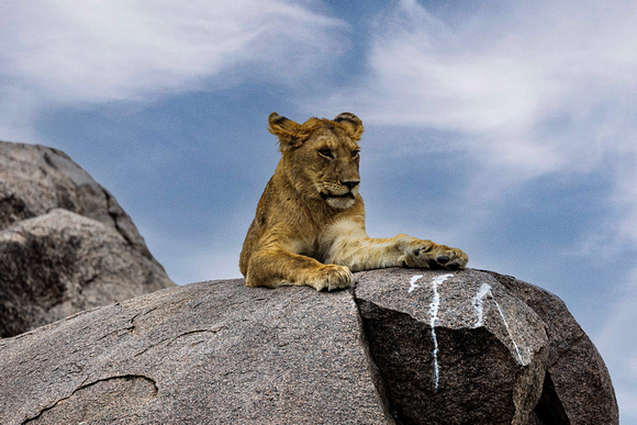 Lion on Kopjes in Serengeti JB215