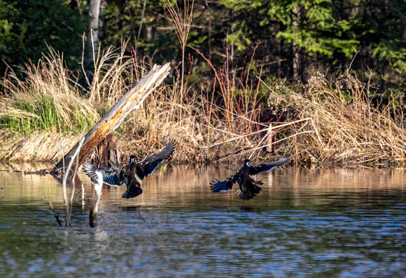 Wood Ducks Landing JB207
