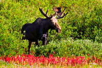 Moose-in-Indian-Paint-Brush-JB2063