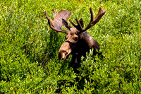 Moose-in-Big-Horn-Mtns-JB2060