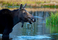 Cow moose eating JB1698