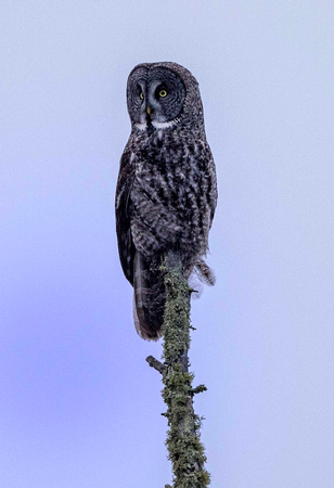 Great Gray Owl JB114